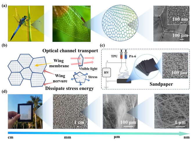中国科学院城市环境所郑煜铭团队：仿生设计制备高强透明纳米纤维空气滤材，用于高效颗粒物过滤